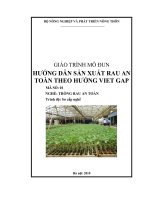 sản xuất rau an toan theo VietGAP