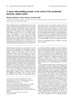 Báo cáo khoa học: A novel retinol-binding protein in the retina of the swallowtail butterﬂy, Papilio xuthus docx