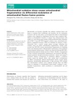 Báo cáo khoa học: Mitochondrial oxidative stress causes mitochondrial fragmentation via differential modulation of mitochondrial ﬁssion–fusion proteins potx