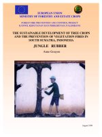 THE SUSTAINABLE DEVELOPMENT OF TREE CROPS AND THE PREVENTION OF VEGETATION FIRES IN SOUTH SUMATRA, INDONESIA pptx