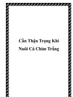 Cần Thận Trọng Khi Nuôi Cá Chim Trắng pot