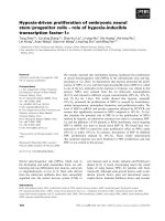 Báo cáo khoa học: Hypoxia-driven proliferation of embryonic neural stem ⁄ progenitor cells – role of hypoxia-inducible transcription factor-1a ppt