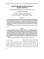 NGHIÊN CỨU NHÂN NHANH IN VITRO CÂY XUYÊN KHUNG (Ligusticum wallichii Frach) docx