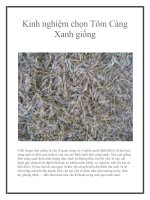 Kinh nghiệm chọn Tôm Càng Xanh giống ppt