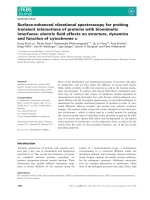 Báo cáo khoa học: Surface-enhanced vibrational spectroscopy for probing transient interactions of proteins with biomimetic interfaces: electric field effects on structure, dynamics and function of cytochromec doc