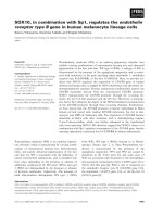 Báo cáo khoa học: SOX10, in combination with Sp1, regulates the endothelin receptor type B gene in human melanocyte lineage cells pptx