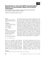 Báo cáo khoa học: Reconstitution in vitro of the GDP-fucose biosynthetic pathways of Caenorhabditis elegans and Drosophila melanogaster ppt