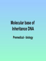 Molecular base of Inheritance DNAPremedical - biology