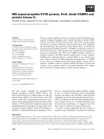 Báo cáo khoa học: WD-repeat-propeller-FYVE protein, ProF, binds VAMP2 and protein kinase Cf pptx