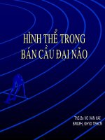 Hình thể trong bán cầu đại não pdf