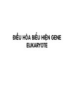 Điều hòa hoạt động của gen ở tế bào Eukaryote