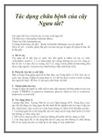 Tác dụng chữa bệnh của cây Ngưu tất? pot