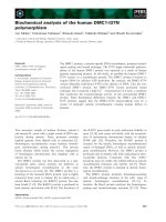 Báo cáo khoa học: Biochemical analysis of the human DMC1-I37N polymorphism potx