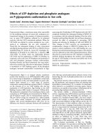 Báo cáo Y học: Effects of ATP depletion and phosphate analogues on P-glycoprotein conformation in live cells docx