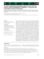 Báo cáo khoa học: A novel metallocarboxypeptidase-like enzyme from the marine annelid Sabellastarte magniﬁca – a step into the invertebrate world of proteases pdf