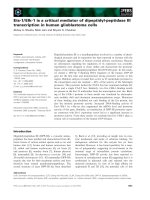 Báo cáo khoa học: Ets-1/ Elk-1 is a critical mediator of dipeptidyl-peptidase III transcription in human glioblastoma cells pdf