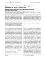 Báo cáo Y học: Expression pattern in the antennae of a newly isolated lepidopteran Gq protein a subunit cDNA potx