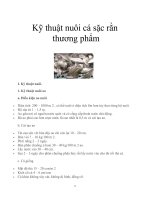 Kỹ thuật nuôi cá sặc rằn thương phẩm pot