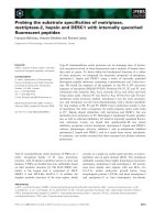 Báo cáo khoa học: Probing the substrate speciﬁcities of matriptase, matriptase-2, hepsin and DESC1 with internally quenched ﬂuorescent peptides potx