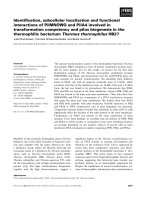 Báo cáo khoa học: Identiﬁcation, subcellular localization and functional interactions of PilMNOWQ and PilA4 involved in transformation competency and pilus biogenesis in the thermophilic bacterium Thermus thermophilus HB27 ppt