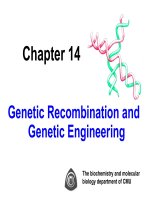 Genetic Recombination and Genetic Engineering