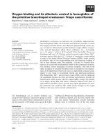 Báo cáo khoa học: Oxygen binding and its allosteric control in hemoglobin of the primitive branchiopod crustacean Triops cancriformis pdf