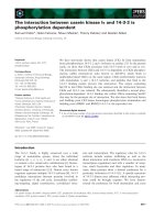 Báo cáo khoa học: The interaction between casein kinase Ia and 14-3-3 is phosphorylation dependent pot