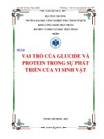 TIỂU LUẬN:VAI TRÒ CỦA GLUCIDE VÀ PROTEIN TRONG SỰ PHÁT TRIỂN CỦA VI SINH VẬT docx