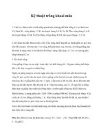 Kỹ thuật trồng khoai môn doc