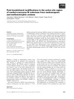 Báo cáo khoa học: Post-translational modiﬁcations in the active site region of methyl-coenzyme M reductase from methanogenic and methanotrophic archaea potx