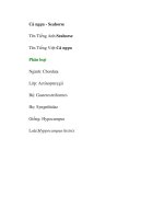 Cá ngựa - Seahorse pot