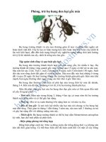 Phòng, trừ bọ hung đen hại gốc mía doc