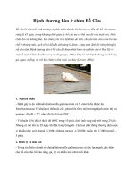 Bệnh thương hàn ở chim Bồ Câu pptx