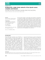 Báo cáo khoa học: DYNLL/LC8: a light chain subunit of the dynein motor complex and beyond pptx