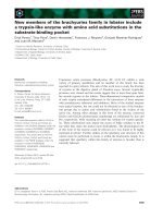 Báo cáo khoa học: New members of the brachyurins family in lobster include a trypsin-like enzyme with amino acid substitutions in the substrate-binding pocket potx