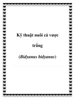 Kỹ thuật nuôi cá vược trắng (Bidyanus bidyanus) pdf