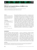 Báo cáo khoa học: Efﬁcient and targeted delivery of siRNA in vivo pdf