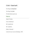 Cá hô - Giant barb potx