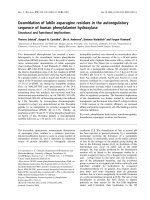Báo cáo khoa học: Deamidation of labile asparagine residues in the autoregulatory sequence of human phenylalanine hydroxylase potx
