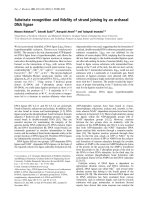 Báo cáo khoa học: Substrate recognition and ®delity of strand joining by an archaeal DNA ligase docx