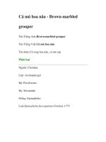 Cá mú hoa nâu - Brown-marbled grouper potx