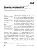 Báo cáo khoa học: Characterization of a membrane-bound aminopeptidase puriﬁed from Acyrthosiphon pisum midgut cells A major binding site for toxic mannose lectins pptx