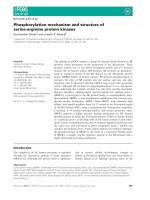 Báo cáo khoa học: Phosphorylation mechanism and structure of serine-arginine protein kinases pot
