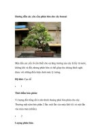 Hướng dẫn các yêu cầu phân bón cho cây bonsai potx