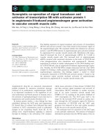 Báo cáo khoa học: Synergistic co-operation of signal transducer and activator of transcription 5B with activator protein 1 in angiotensin II-induced angiotensinogen gene activation in vascular smooth muscle cells potx