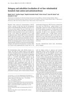 Báo cáo Y học: Ontogeny and subcellular localization of rat liver mitochondrial branched chain amino-acid aminotransferase docx