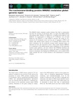 Báo cáo khoa học: The nucleosome-binding protein HMGN2 modulates global genome repair potx