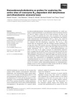 Báo cáo khoa học: Homoadenosylcobalamins as probes for exploring the active sites of coenzyme B12-dependent diol dehydratase and ethanolamine ammonia-lyase docx
