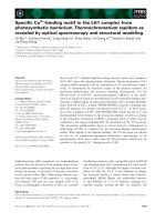 Báo cáo khoa học: Speciﬁc Ca2+-binding motif in the LH1 complex from photosynthetic bacterium Thermochromatium tepidum as revealed by optical spectroscopy and structural modeling pdf