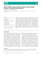 Báo cáo khoa học: Bcl-2 and Bcl-xL play important roles in the crosstalk between autophagy and apoptosis pdf